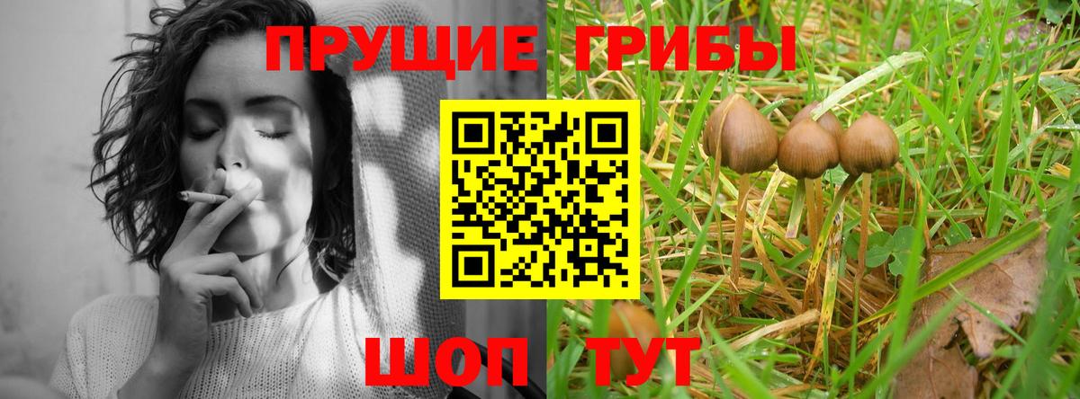 Галлюциногенные грибы Psilocybine cubensis Хабаровск